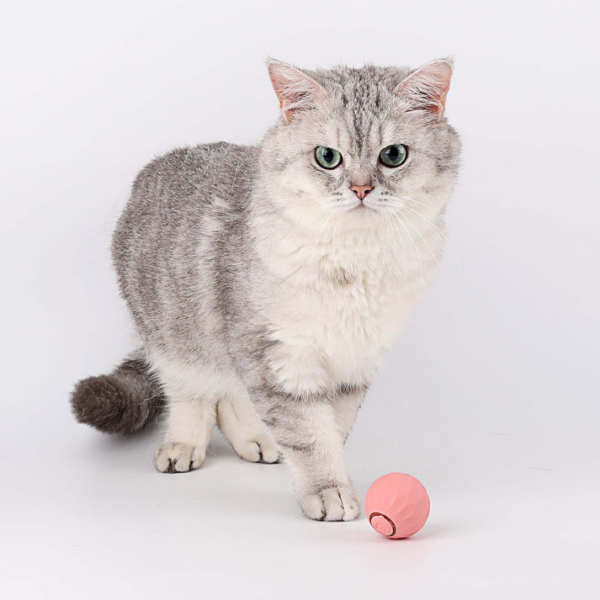 intelligenter Spielball Katze
