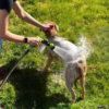 Hundedusche mit Hochdruck