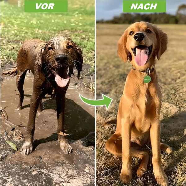 Hundereinigung Dusche