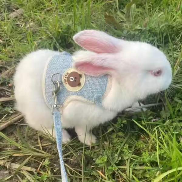 Geschirr für Kaninchen
